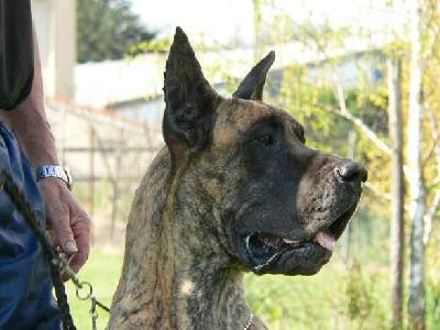 Salome des Princes de Cocagne