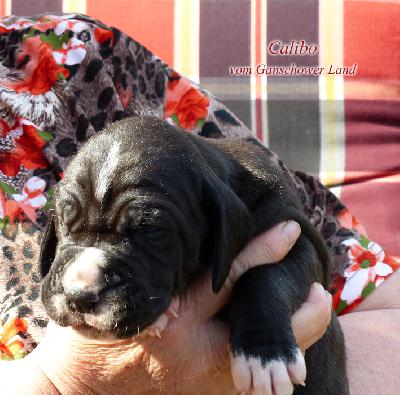 Calibo Vom Ganschower Land