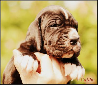 Calibo Vom Ganschower Land