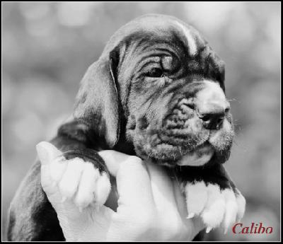 Calibo Vom Ganschower Land