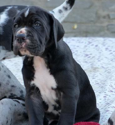 Calibo Vom Ganschower Land