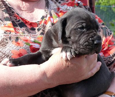 Cris Vom Ganschower Land