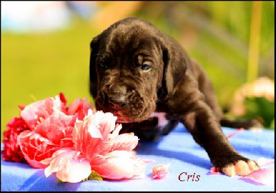 Cris Vom Ganschower Land