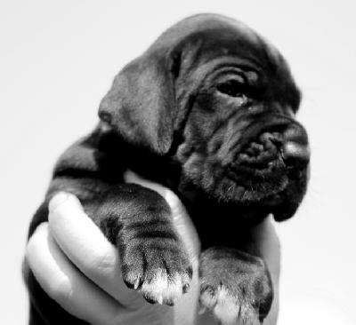 Cris Vom Ganschower Land