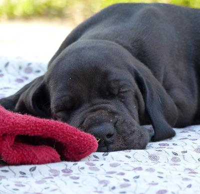 Cris Vom Ganschower Land