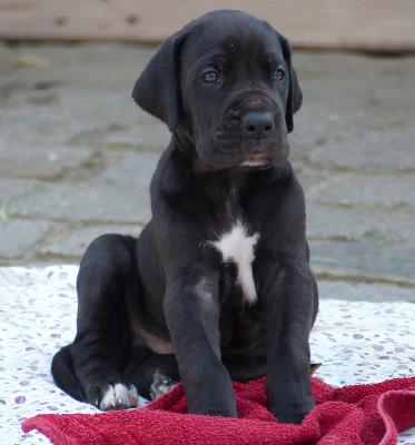 Cris Vom Ganschower Land