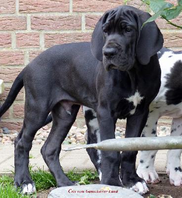 Cris Vom Ganschower Land