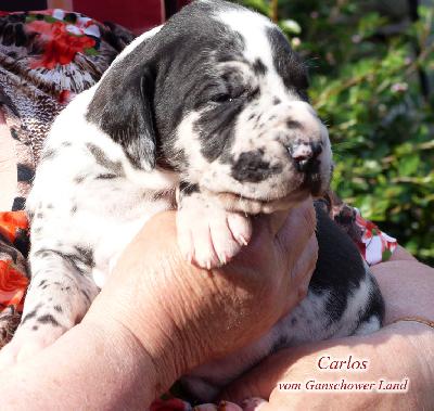 Carlos Vom Ganschower Land