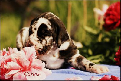 Carlos Vom Ganschower Land