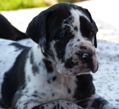 Carlos Vom Ganschower Land