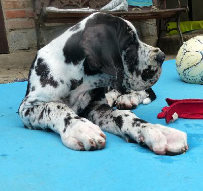 Carlos Vom Ganschower Land