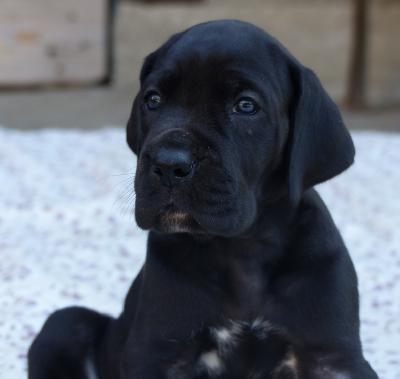 Carla Vom Ganschower Land