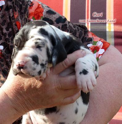 Coco Vom Ganschower Land