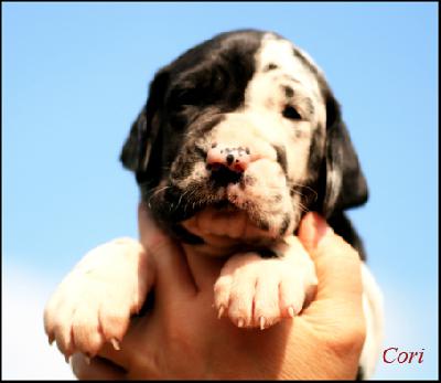 Coco Vom Ganschower Land