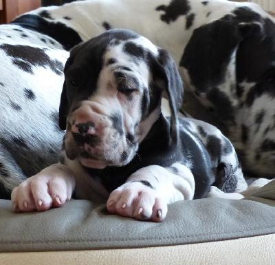 Coco Vom Ganschower Land