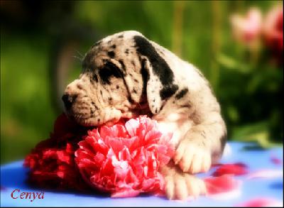 Cenya Vom Ganschower Land