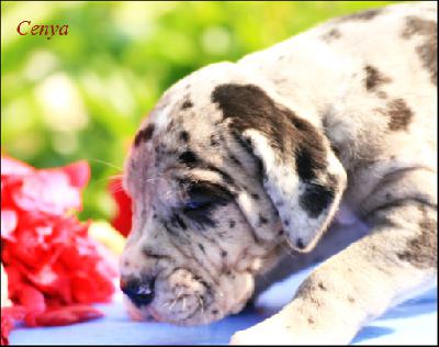 Cenya Vom Ganschower Land