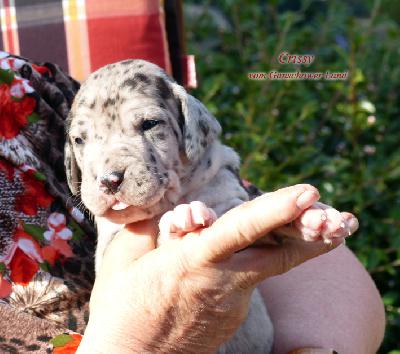 Crissy Vom Ganschower Land