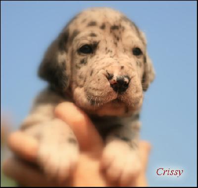 Crissy Vom Ganschower Land