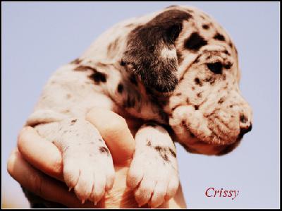 Crissy Vom Ganschower Land