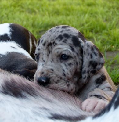 Crissy Vom Ganschower Land