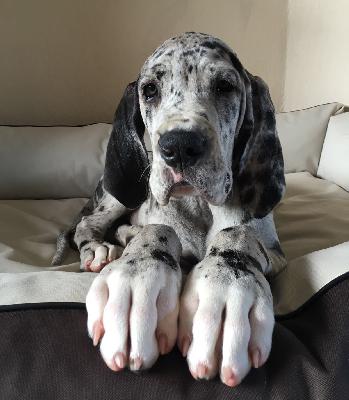 Crissy Vom Ganschower Land