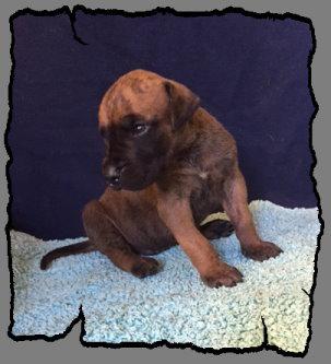 Rocky von der Wolfsh�hle