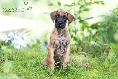 Rocky von der Wolfshhle