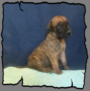 Ronja von der Wolfsh�hle