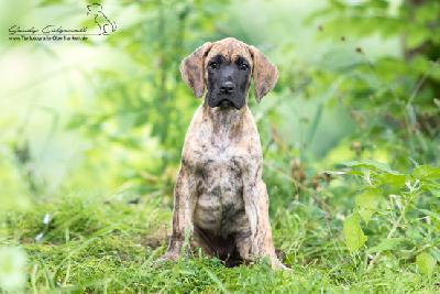 Ronja von der Wolfshhle