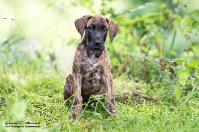 Rebecca von der Wolfshhle