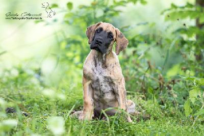 Ch Renegade von der Wolfsh�hle