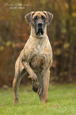 Ch Renegade von der Wolfsh�hle