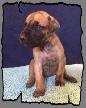 Roxanne von der Wolfshhle