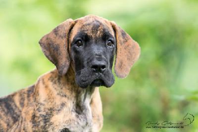 Roxanne von der Wolfshhle