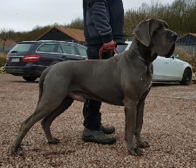 Yale vom Herstallturm