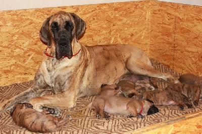 Comtesse vom Hause Rawert