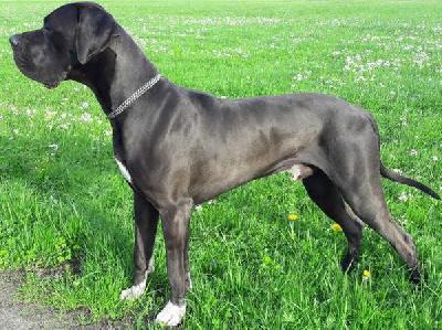 Der Sam vom Ring des Nibelungen