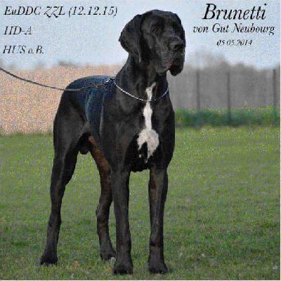 Brunetti von Gut Neubourg