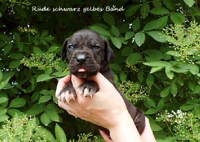 Urkel Steve Vom Waldfrieden