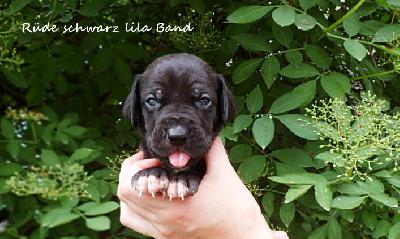 Uther Vom Waldfrieden