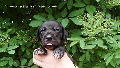 Uriah Vom Waldfrieden