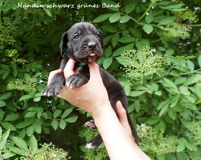 Una-Bella Vom Waldfrieden