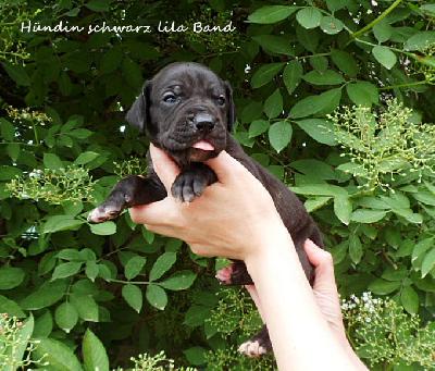 Ultra Vom Waldfrieden