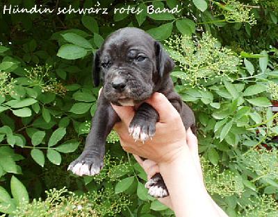 Ursinca Vom Waldfrieden