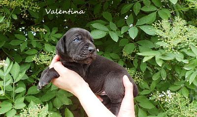 Valentina Vom Waldfrieden