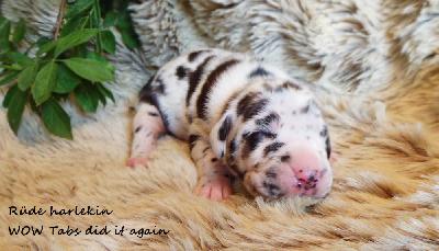 WOW Tabs did it again Vom Waldfrieden