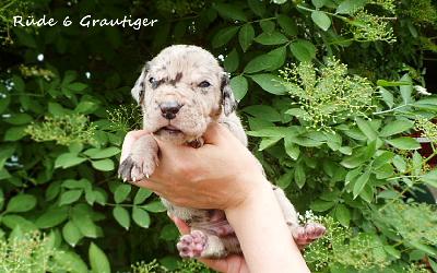 Waves Vom Waldfrieden