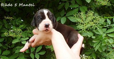 Wild Undercover Vom Waldfrieden