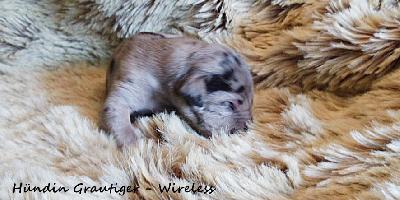 Wilhelmine Luise Vom Waldfrieden